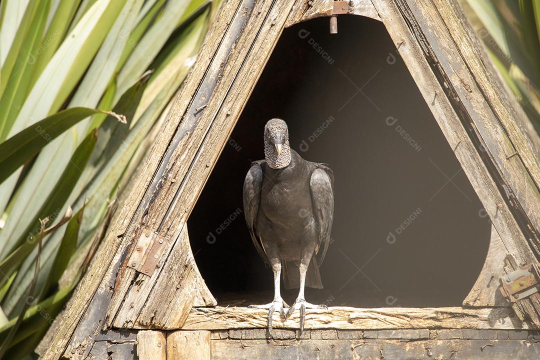 Abutre passaro aves Imagem JPG