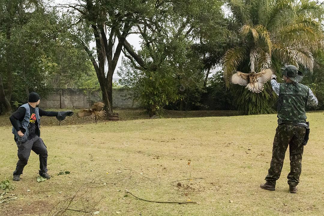 Pessoa segurando um gaviao passaro Imagem JPG
