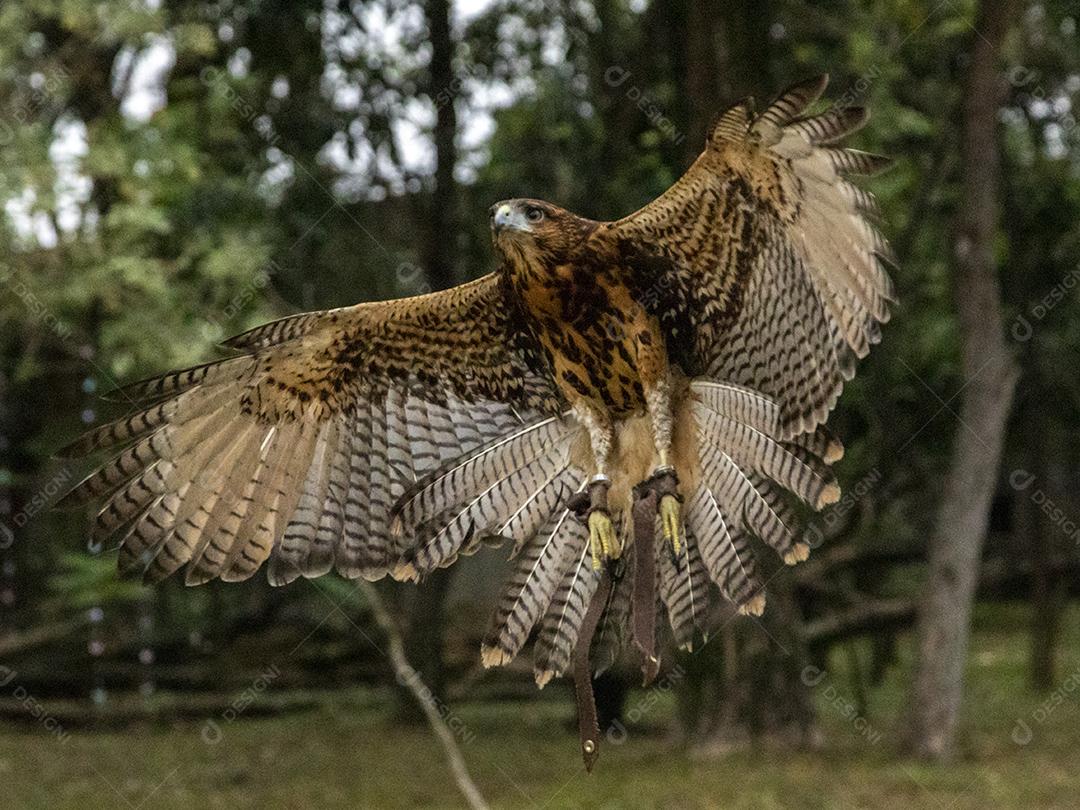 Gavião asa de telha aves passaro Imagem JPG