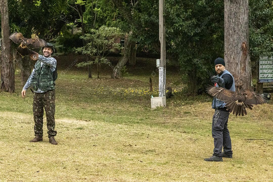 Gavião asa de telha aves passaro Imagem JPG