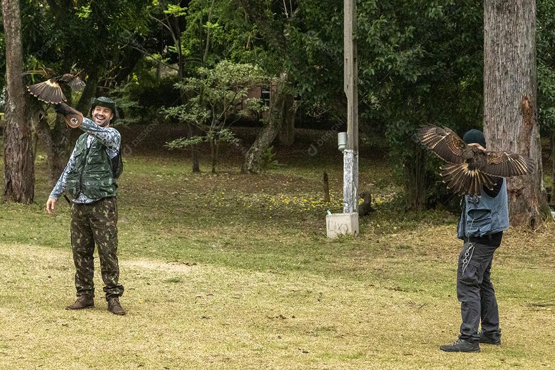 Gavião asa de telha aves passaro Imagem JPG