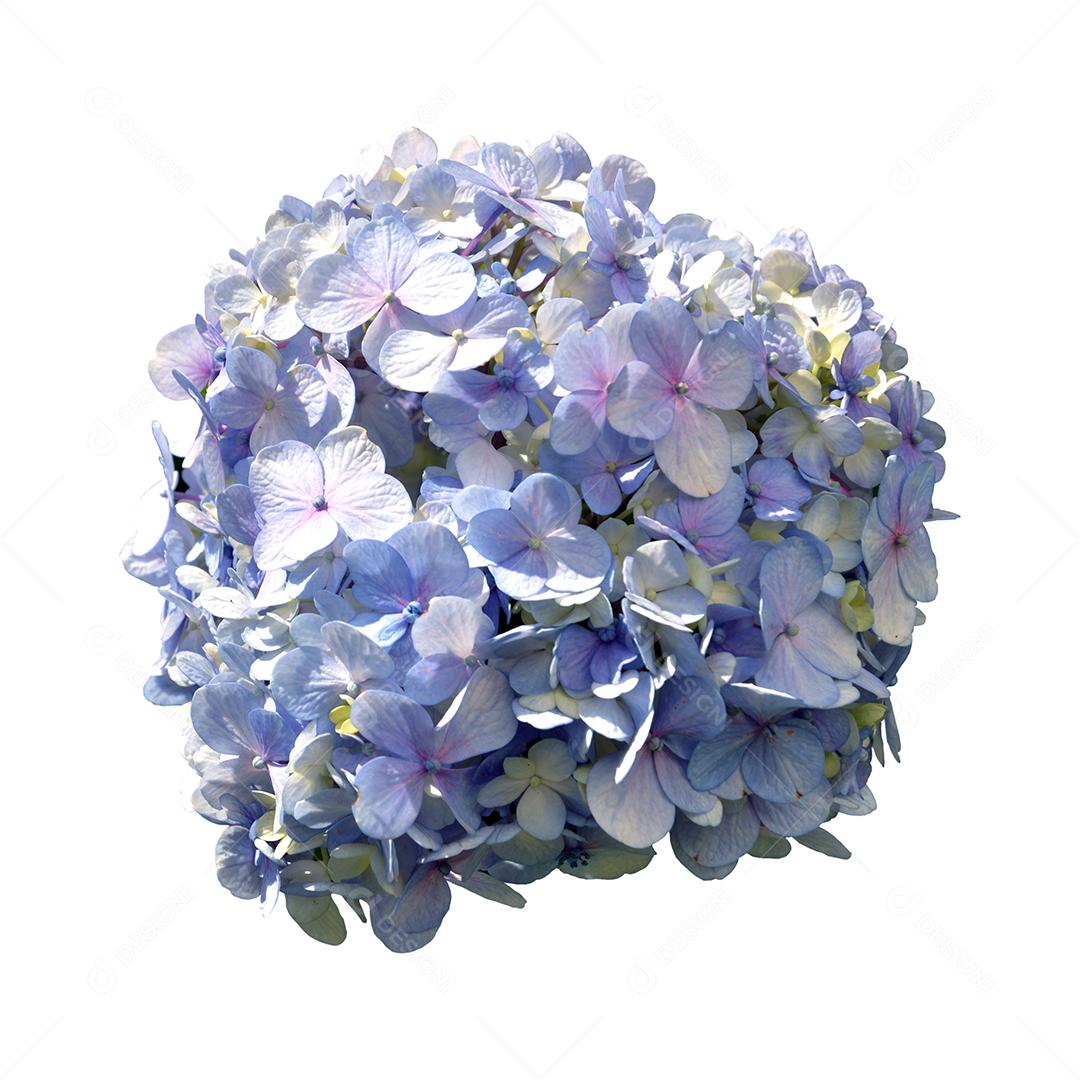 Flor hortência isolada em fundo branco