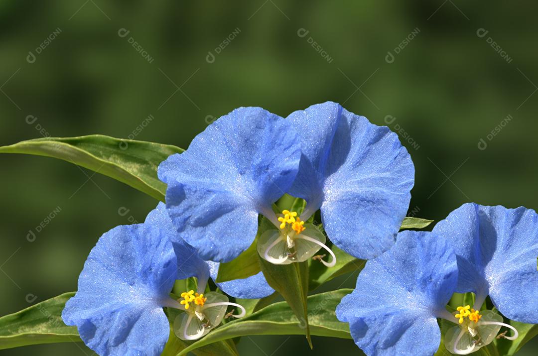 flores azuis em jardim com sol