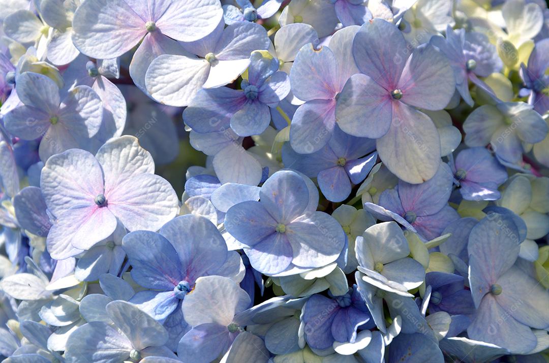 Fundo de flor hortência azulada sob o sol