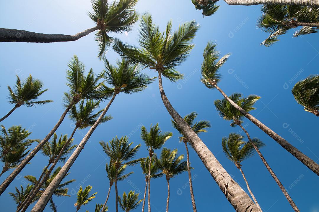 Paisagem Tropical Com Coqueiros e Céu Azul Ao Fundo Imagem JPG