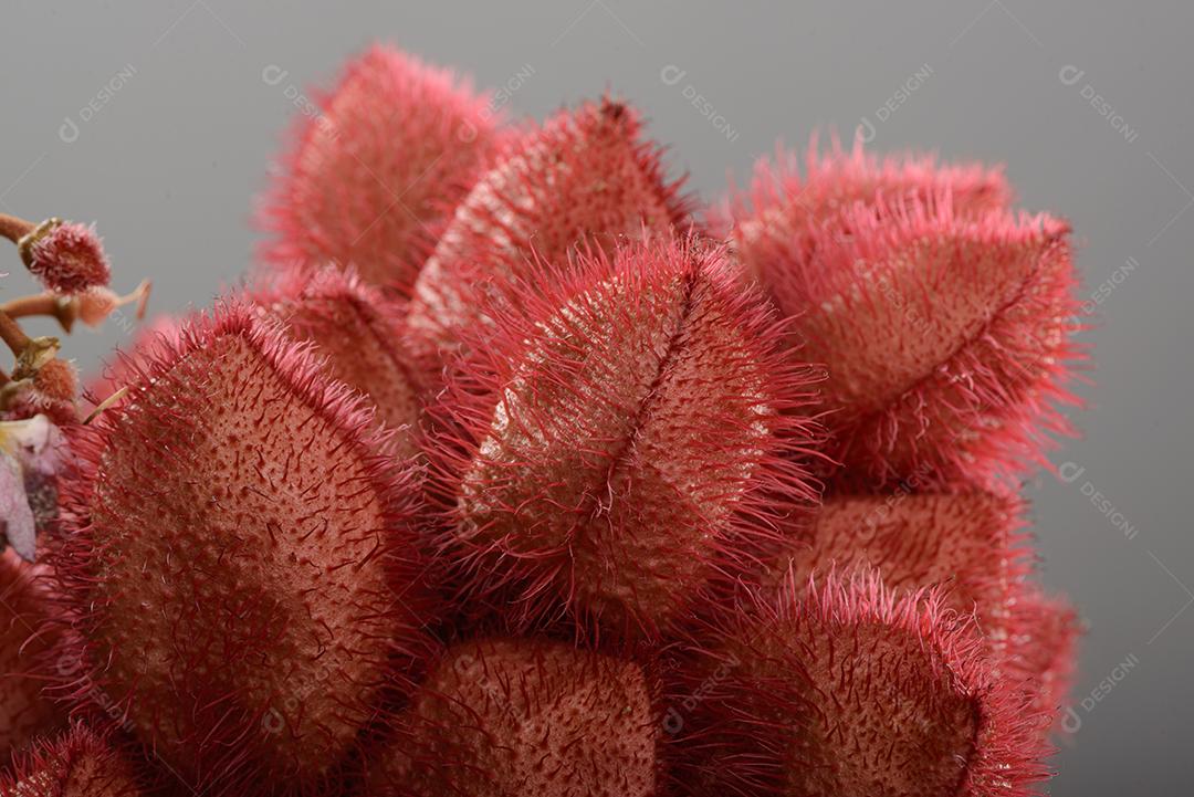 Cacho De Urucum São Utilizados Como Corante Alimentar Natural Imagem JPG