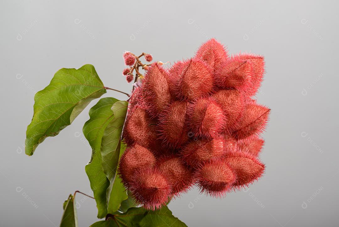 Urucum Suas Sementes São Utilizadas Como Corante Alimentar Natural Imagem JPG