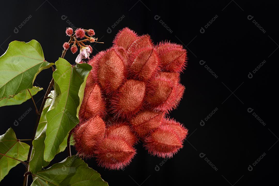 Cacho De Urucum Suas Sementes São Utilizadas Como Corante Alimentar Natural Imagem JPG