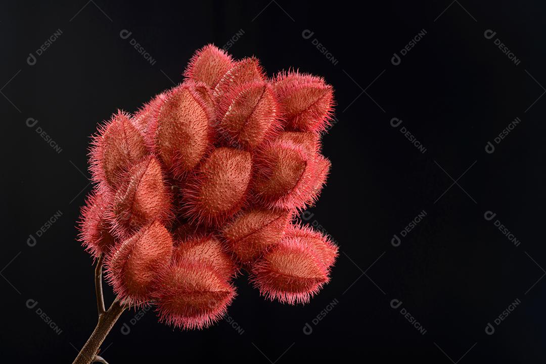 Cacho De Urucum Suas Sementes São Utilizadas Como Corante Alimentar Natural Imagem JPG