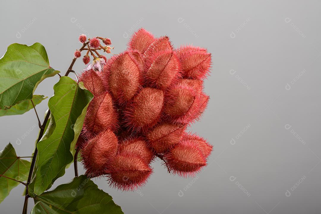 Urucum Suas Sementes São Utilizadas Como Corante Alimentar Natural Imagem JPG