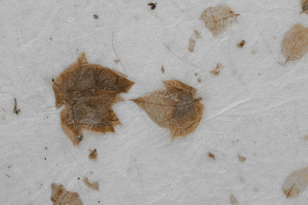 Textura de Papel de Folhas Secas Naturais Papel Artesanal Imagem JPG