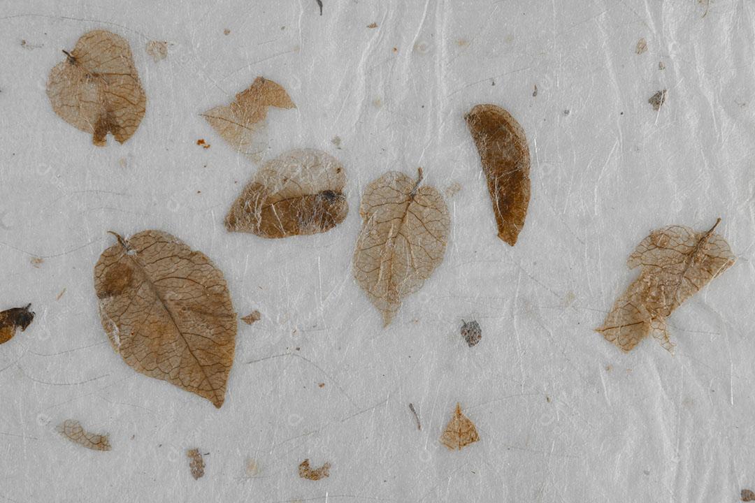 Textura de Papel de Folhas Secas Naturais Papel Artesanal Imagem JPG