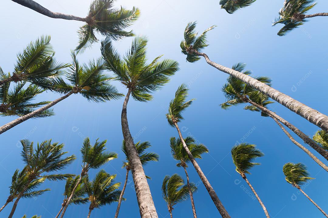 Coqueiros Com Céu Azul Conceito de Verão Tropical Imagem JPG