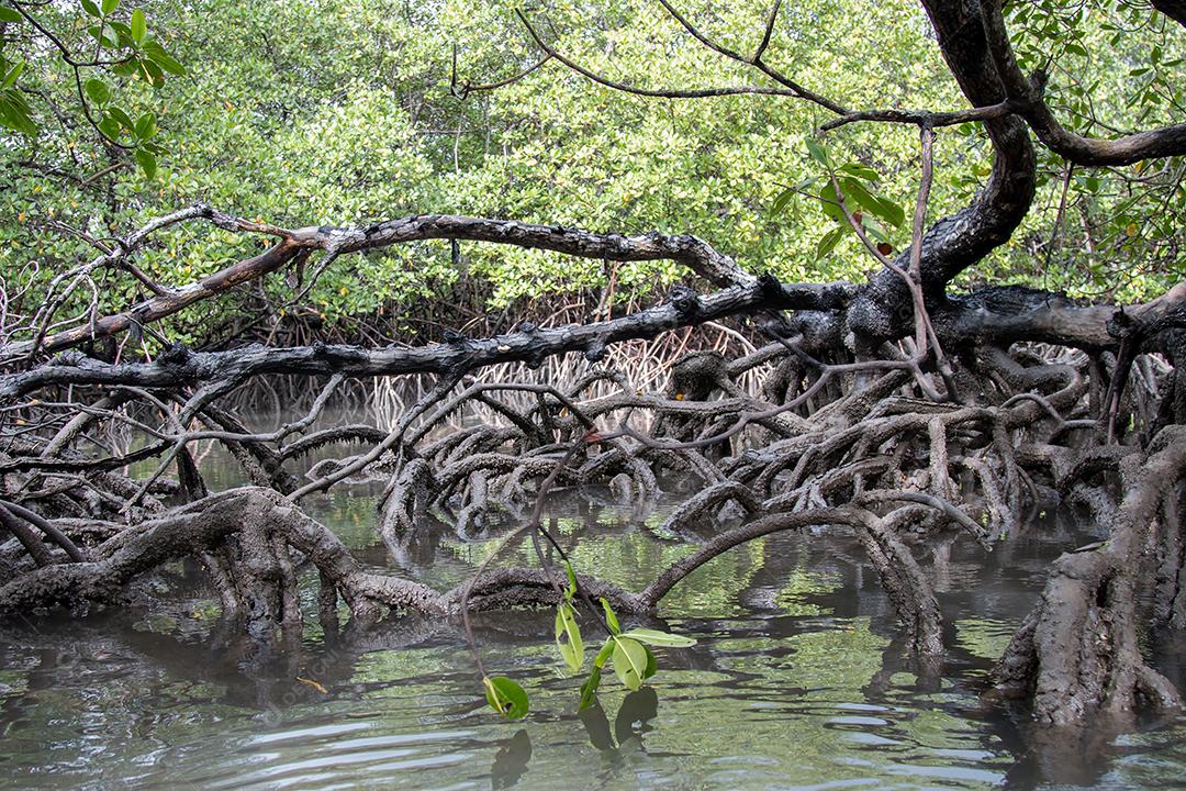 Tropical Landscape With Native Mangroves on the Island of Boipeba Imagem JPG
