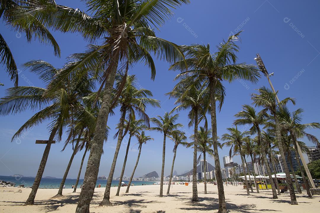 Coqueiros na Praia de Copacabana Rio de Janeiro Brasil Imagem JPG