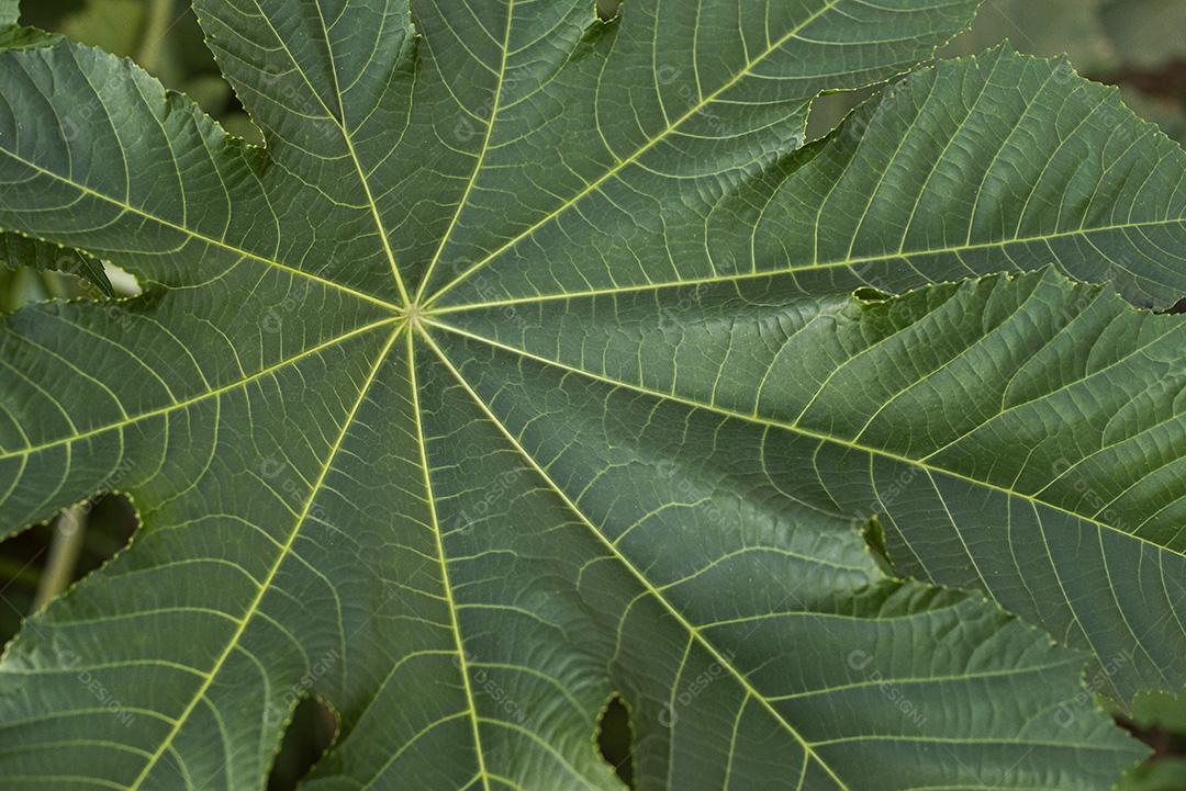 fitopatologia folhas JPG