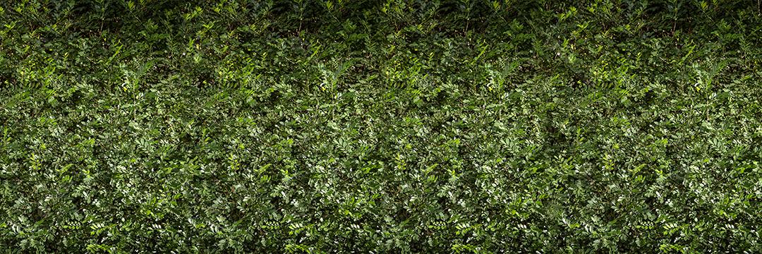 folhas Verde  texturas JPG