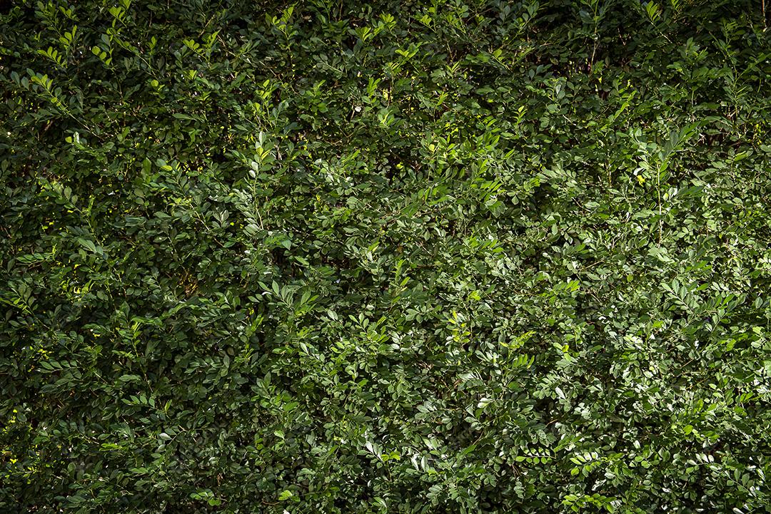 folhas Verde  texturas JPG