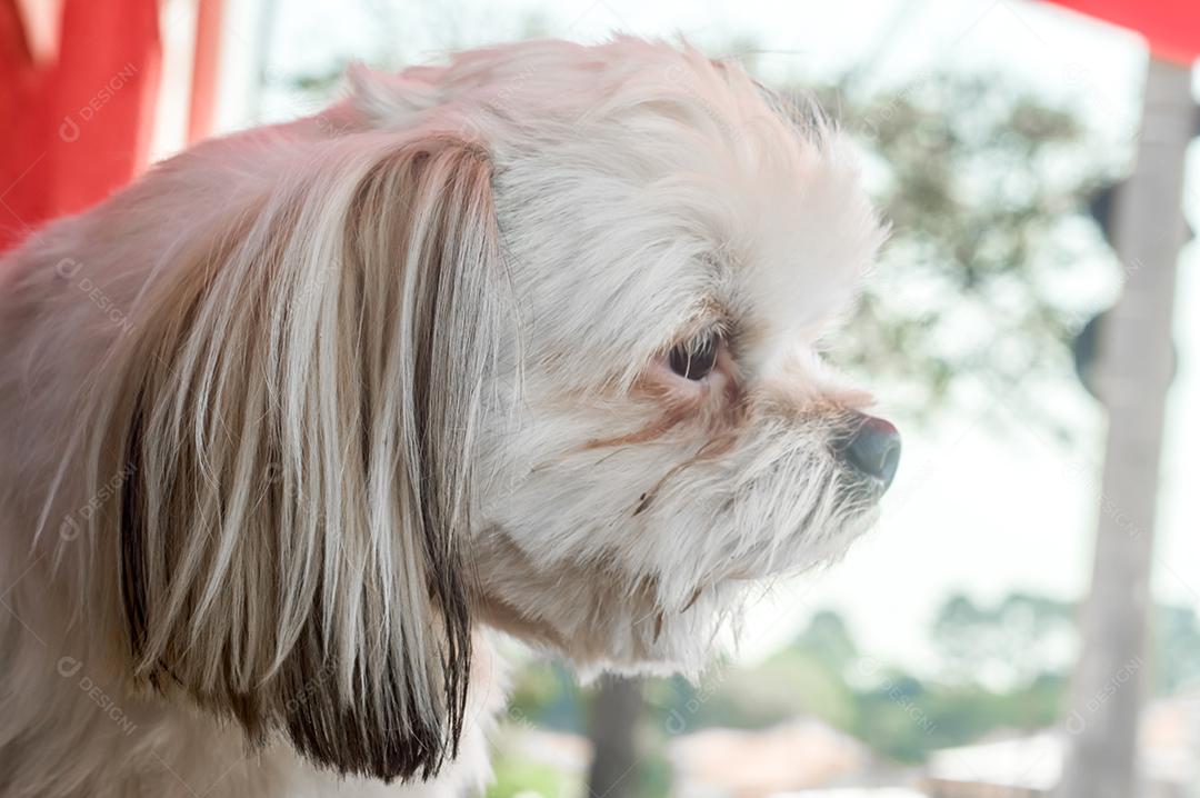 cão triste com diferentes expressões luz natural Imagem JPG