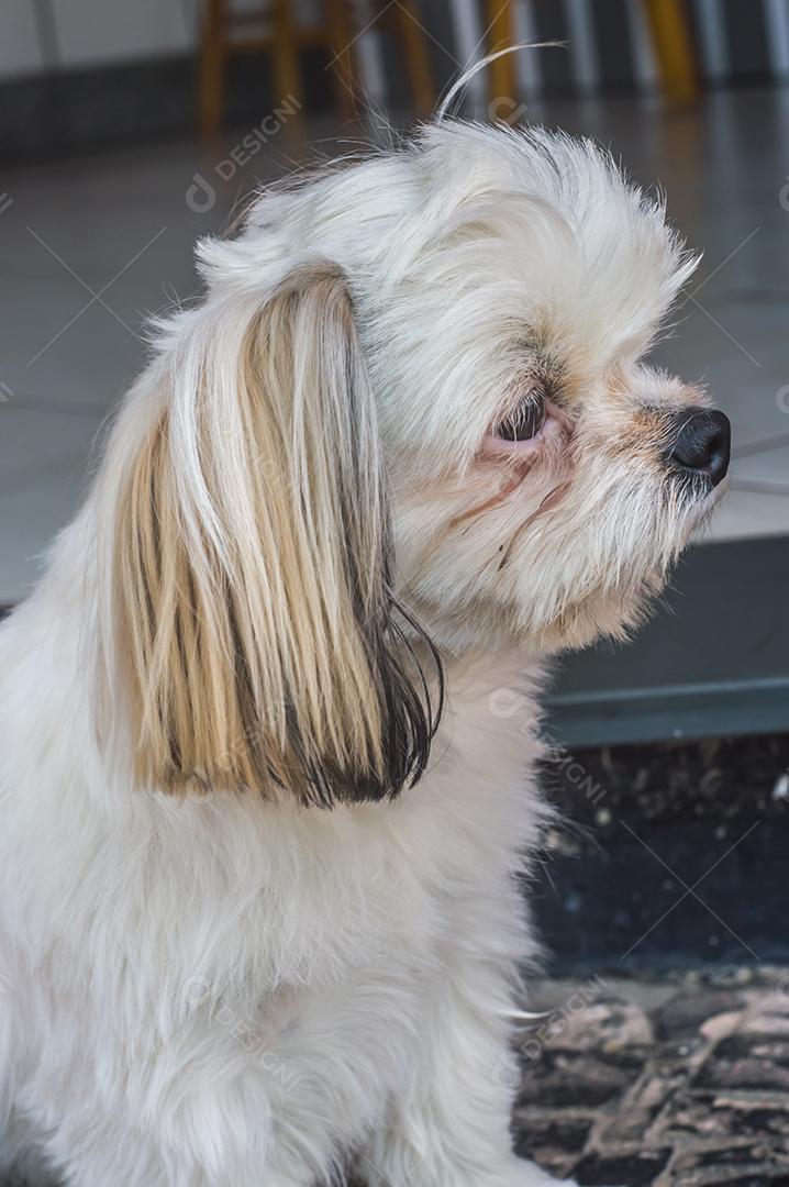 cão triste com diferentes expressões luz natural Imagem JPG