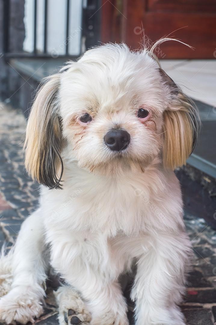 cão triste com diferentes expressões luz natural Imagem JPG