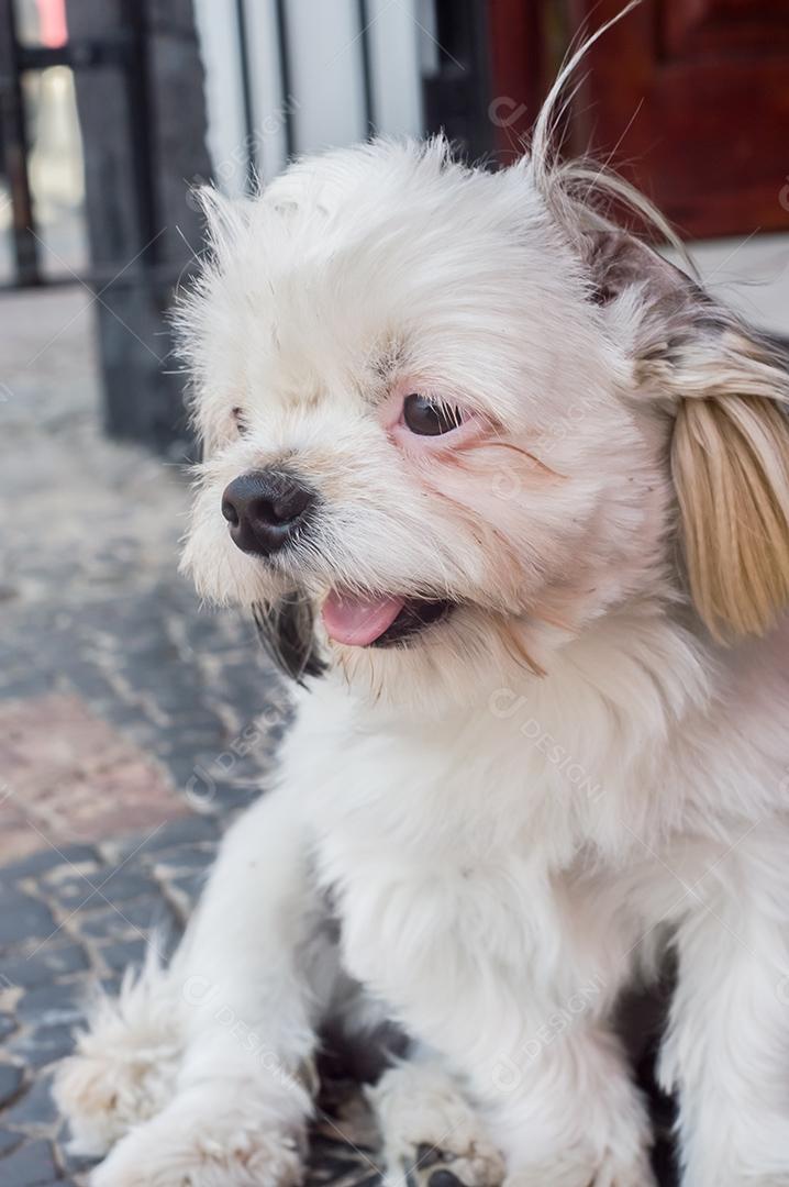 cão triste com diferentes expressões luz natural Imagem JPG