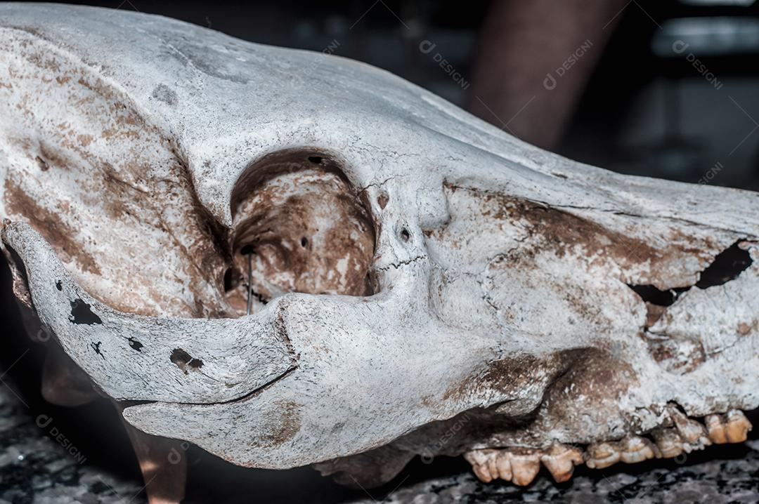 crânio de javali com fundo preto animal