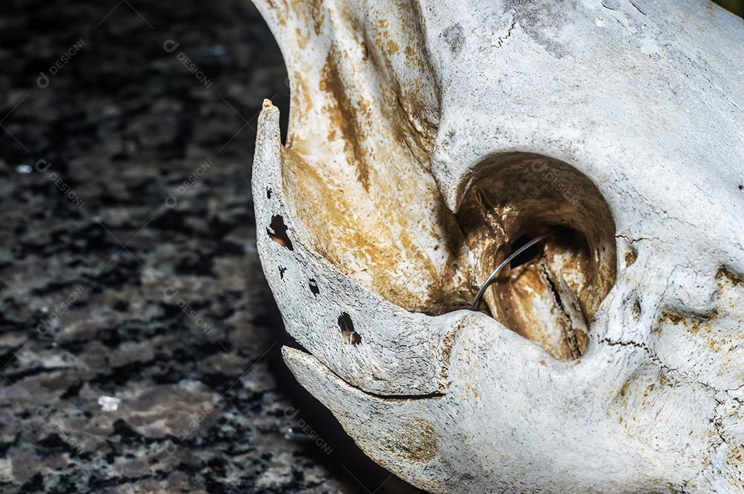 crânio de javali com fundo preto animal