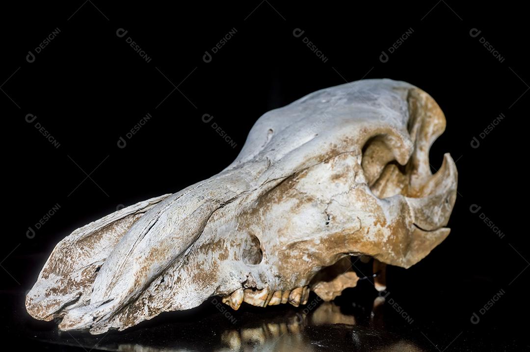 crânio de javali com fundo preto animal