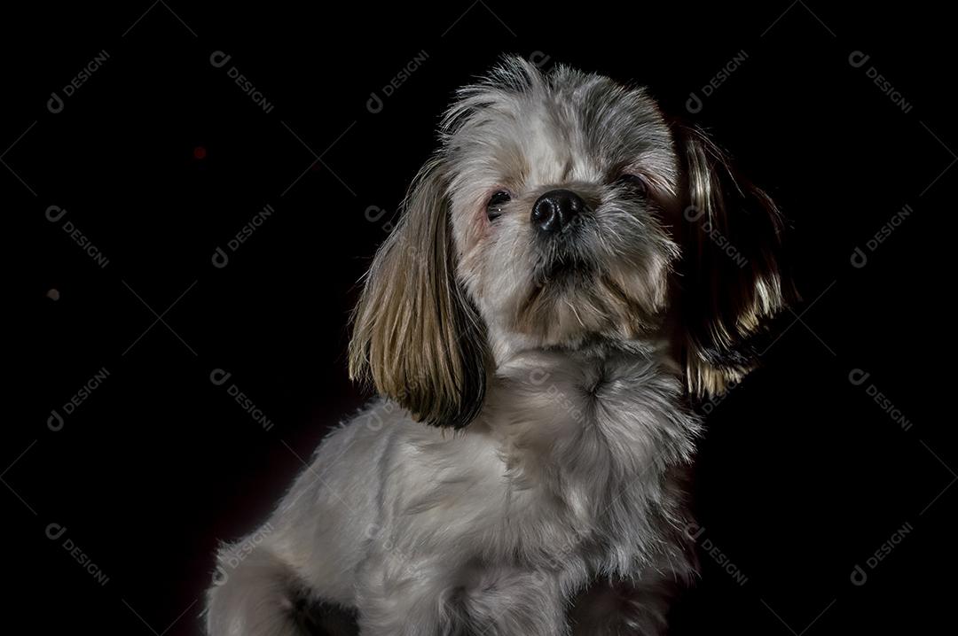 cão triste com fundo preto