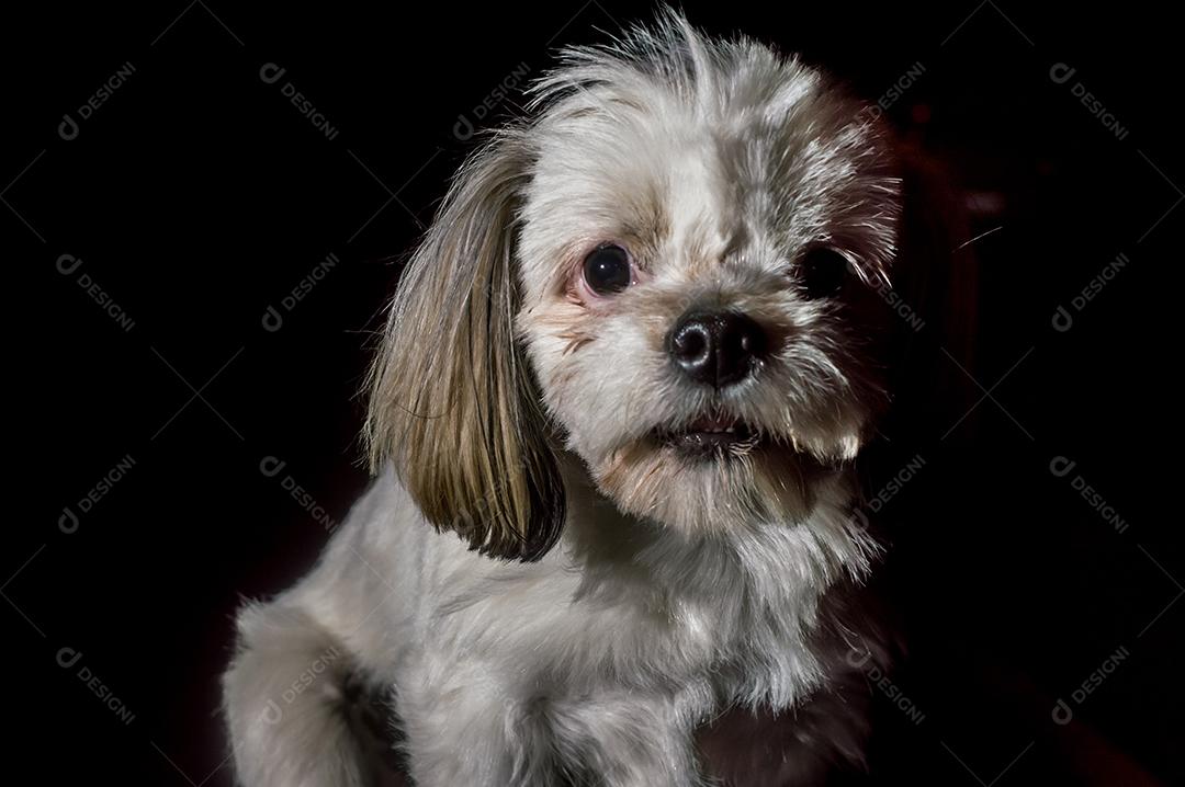 Cão triste com fundo preto para espaço de recorte e cópia