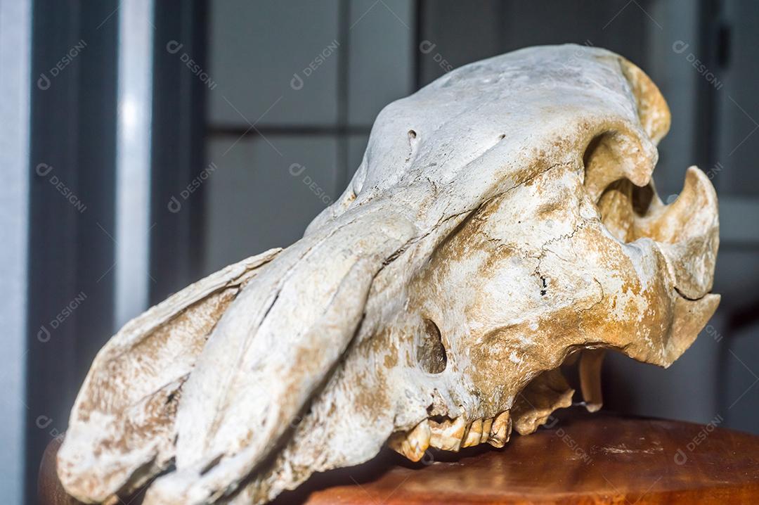 Crânio de um animal javali com fundo preto