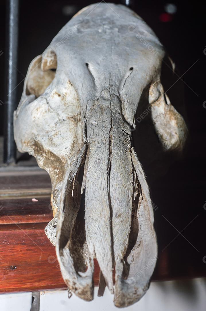 Crânio de um animal javali com fundo preto