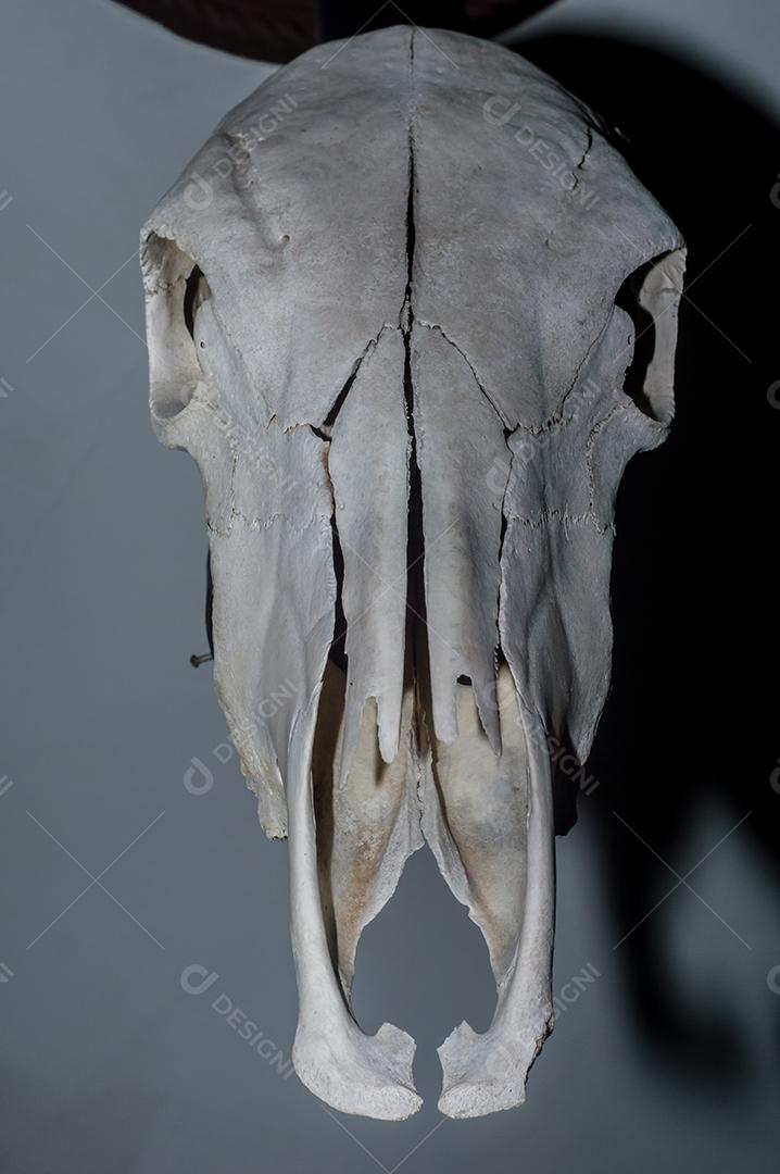 Crânio de um animal javali com fundo preto