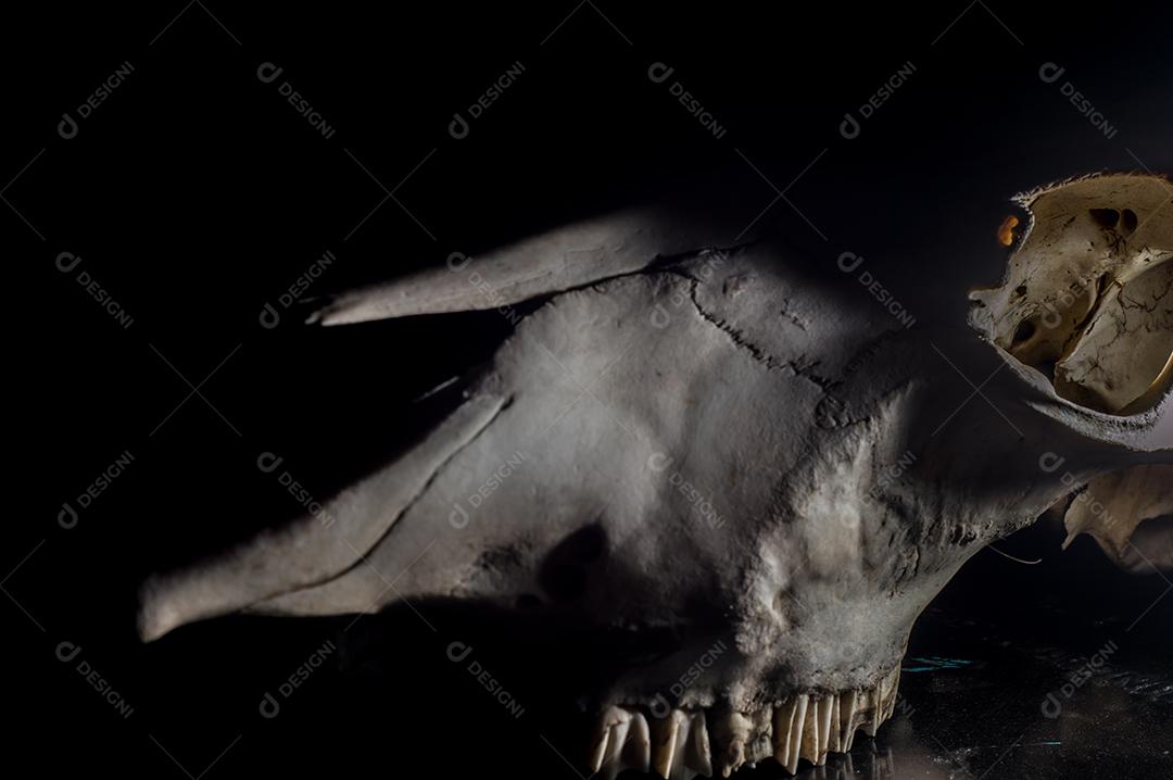 Caveira de cavalo com fundo preto