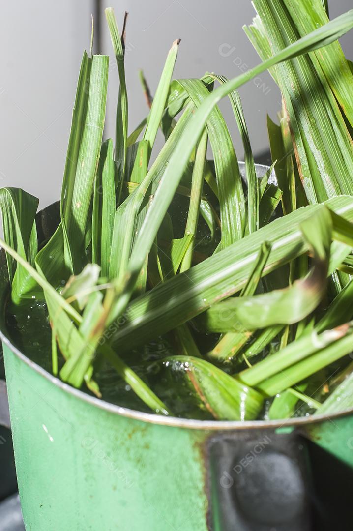 Erva-cidreira em uma panela com água quente, chá de erva-cidreira