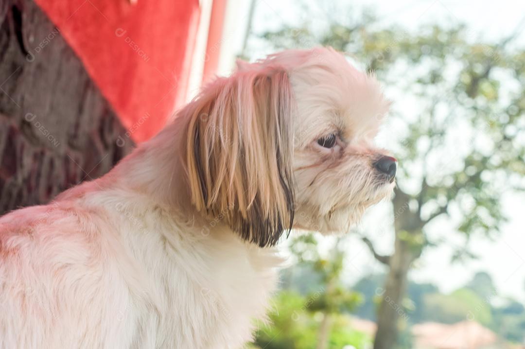 Cão peludo triste com diferentes expressões