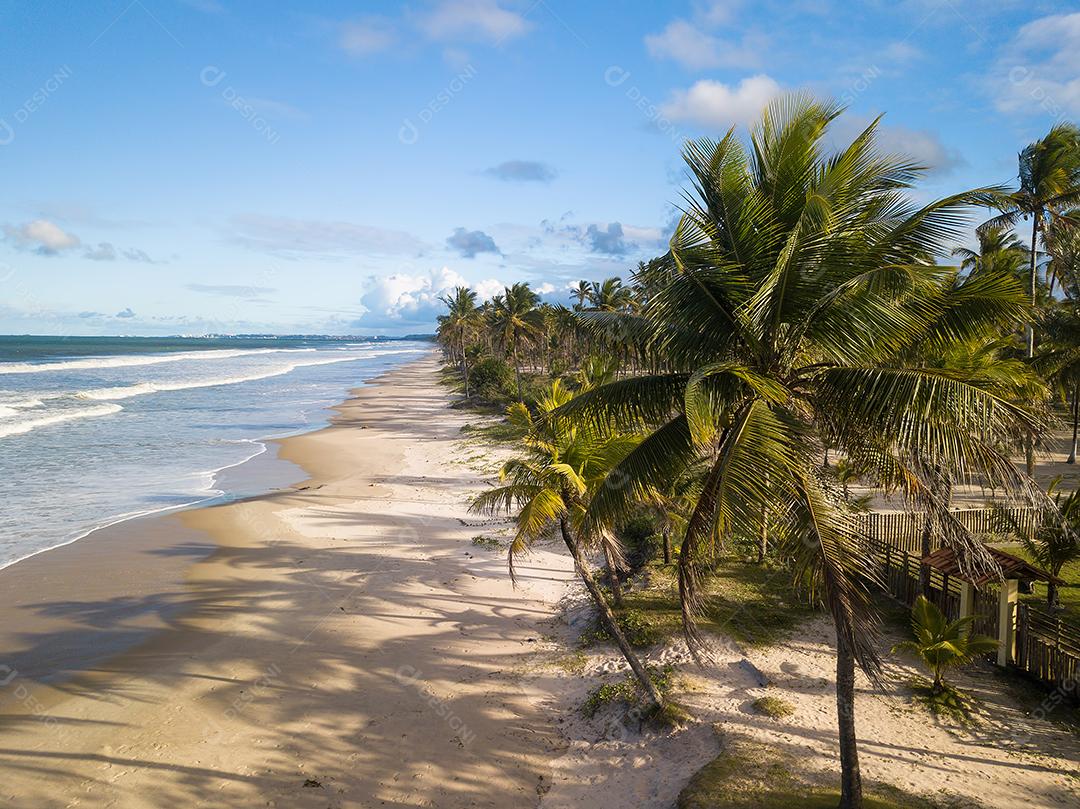 Praia Deserta Vista Aérea Com Coqueiros na Costa da Bahia Brasil Imagem JPG