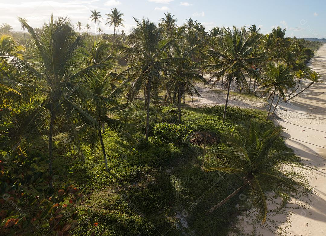 Paisagem Tropical Coqueiros Com o Sol Imagem JPG