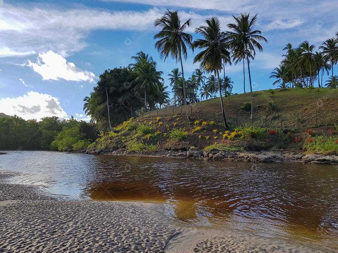 Paisagem Tropical Brasileira Com Rio e Coqueiros Imagem JPG