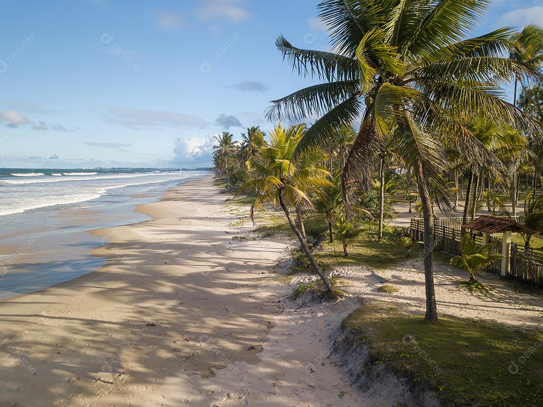 Photo Desert Beach Aerial View With Coconut Trees on the Coast of Bahia Brazil