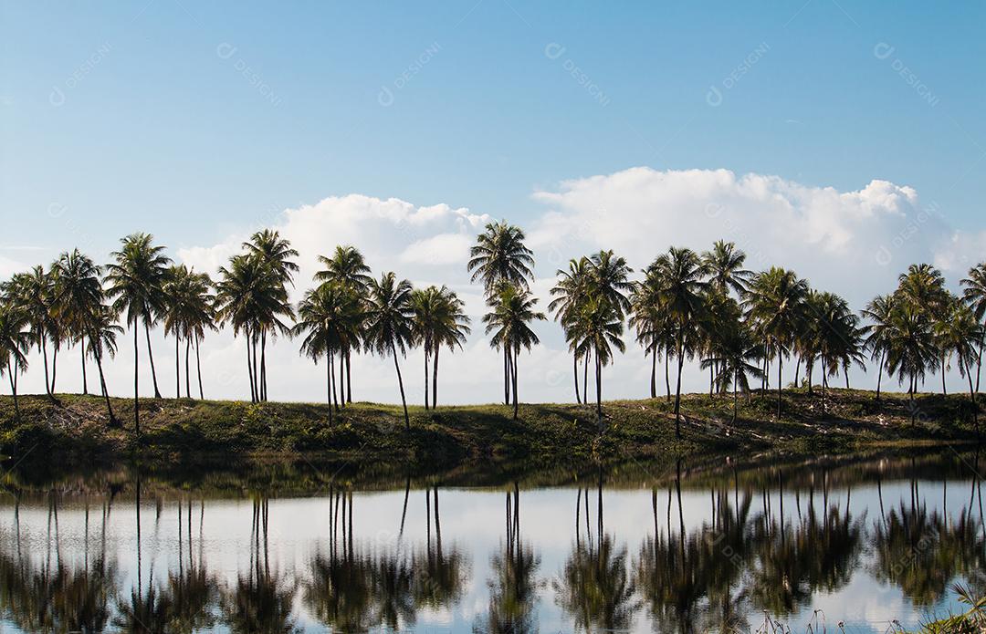 Paisagem Tropical Com Coqueiros Refletindo no Lago Imagem JPG