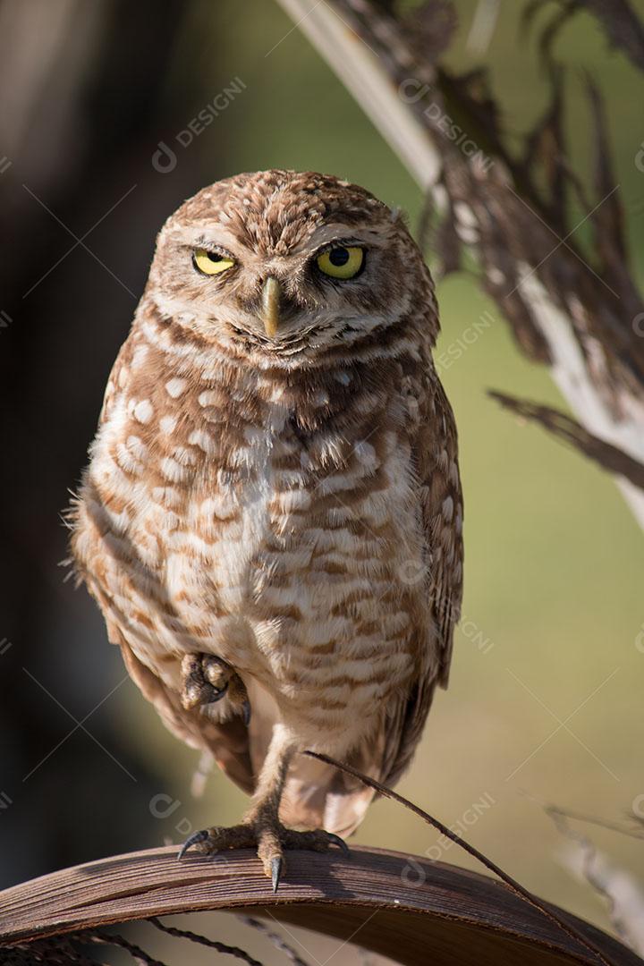 Coruja Buraqueira Foto Em Seu Habitat Natural Imagem JPG