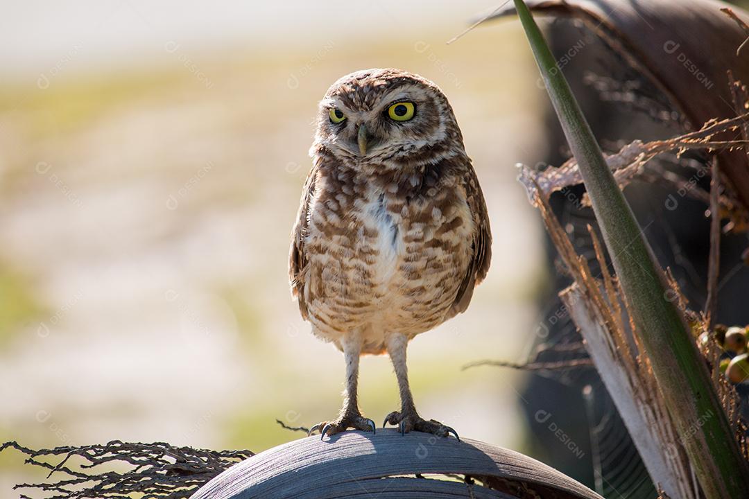 Coruja Buraqueira Foto Em Seu Habitat Natural Imagem JPG