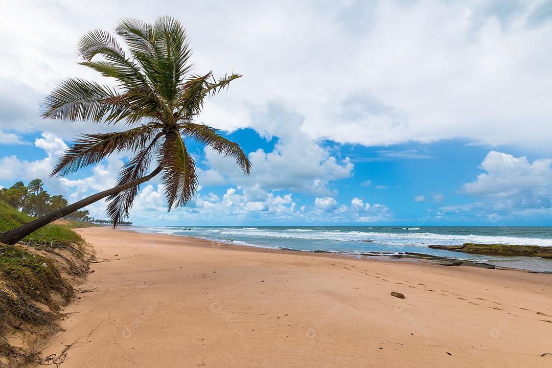 Coco Solitário Encostado na Praia Tropical Deserta Imagem JPG