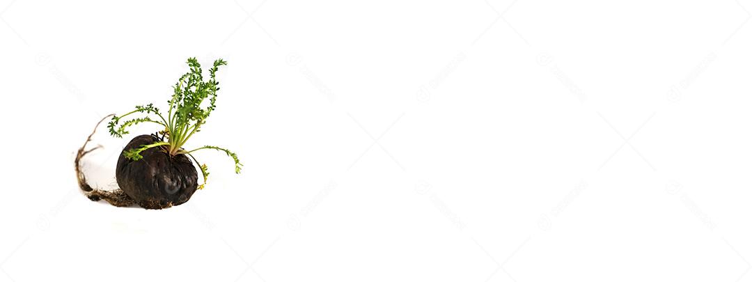 Foto Maca Raiz Peruana Vitalidade Energia Saúde Maca Peruana Preta Afrodisíaco