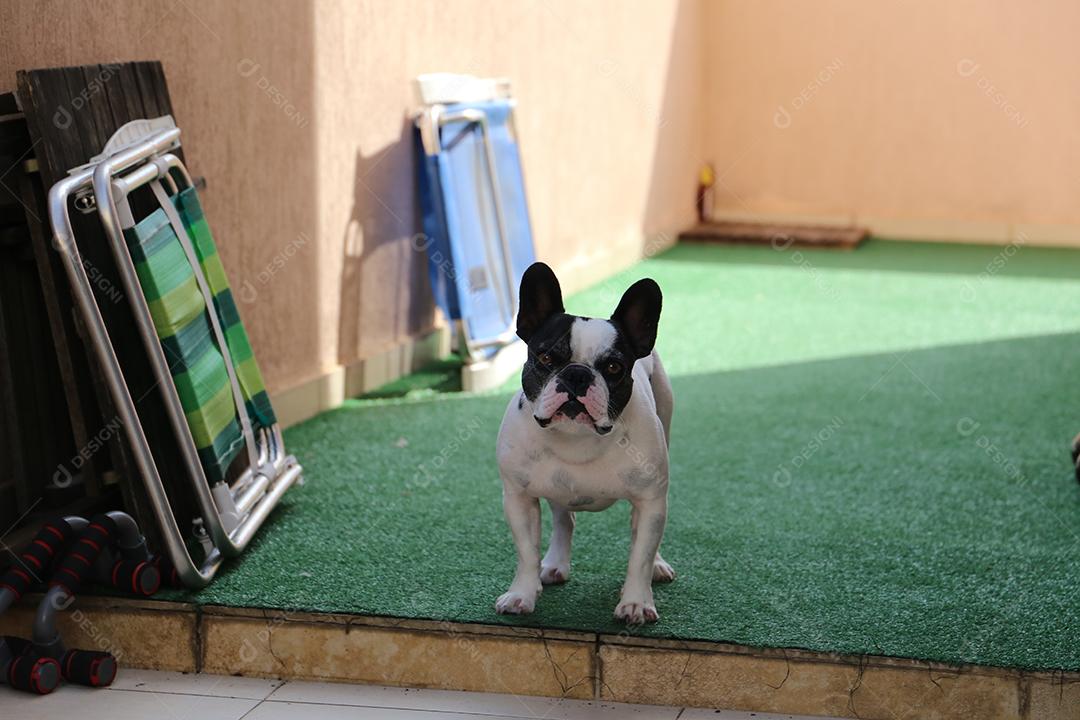 preto e branco buldogue francês em olhar para a câmera em um fundo de grama verde JPG