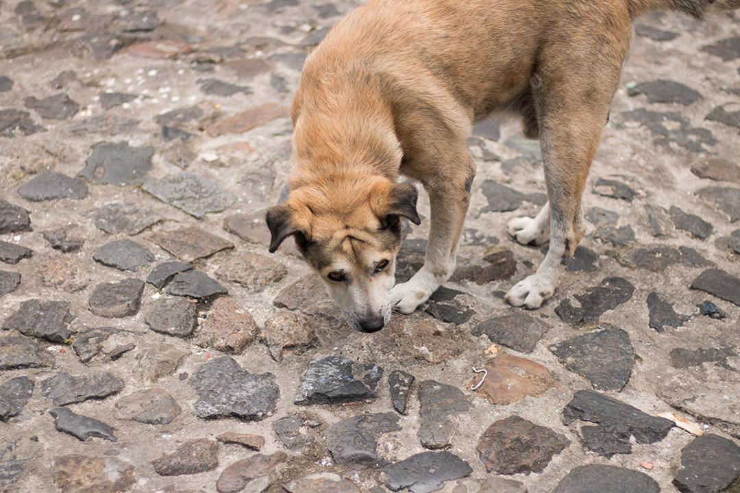 Cão de rua abandonado velho e triste Imagem JPG