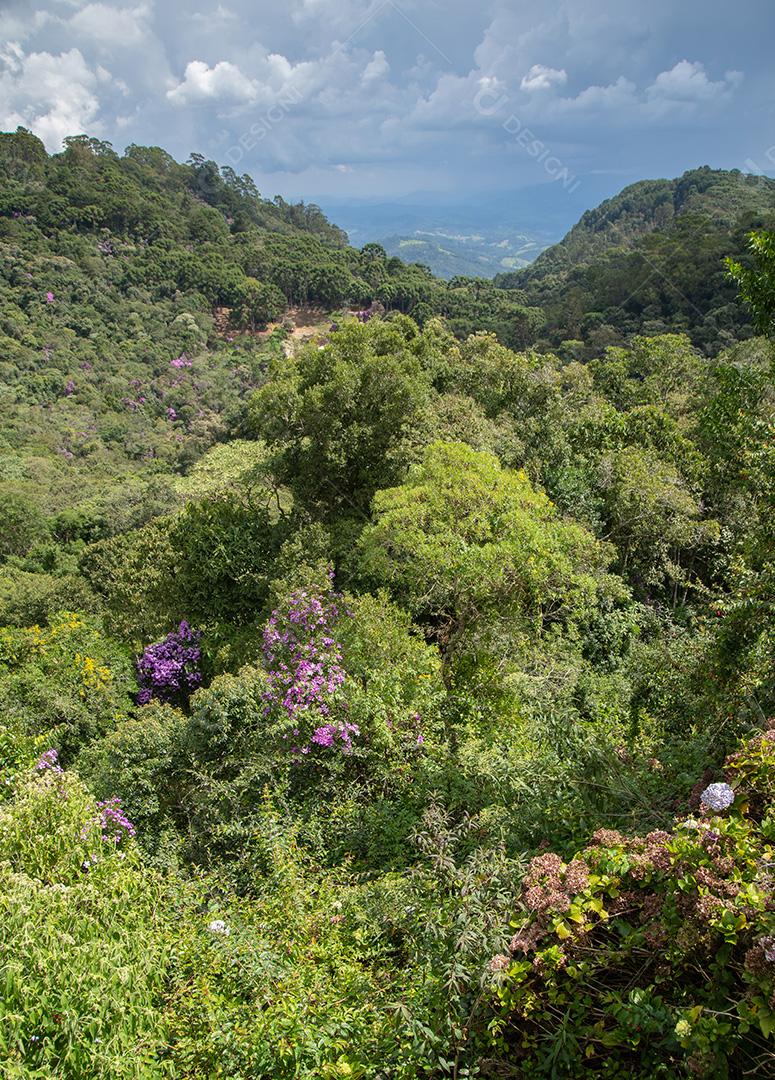 Plantas em uma floresta tropical no sudeste do Brasil JPG