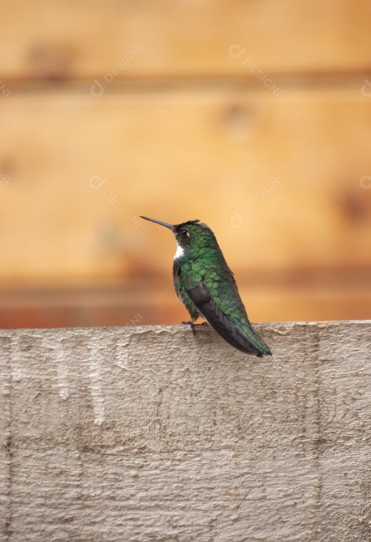 Beija-flor verde e branco empoleirado sobre uma cerca de madeira